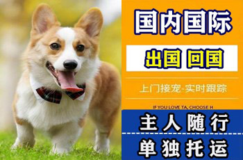 七台河市宠物托运公司七台河市宠物托运公司七台河市宠物托运公司