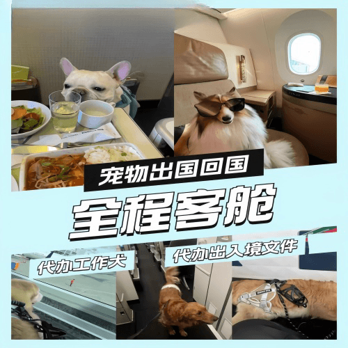 七台河市宠物托运到白俄罗斯宠物入境规定和要求