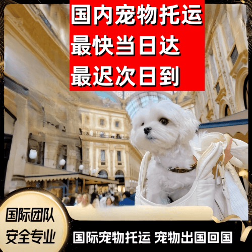 七台河市到澳大利亚（澳洲）宠物入境规定和要求